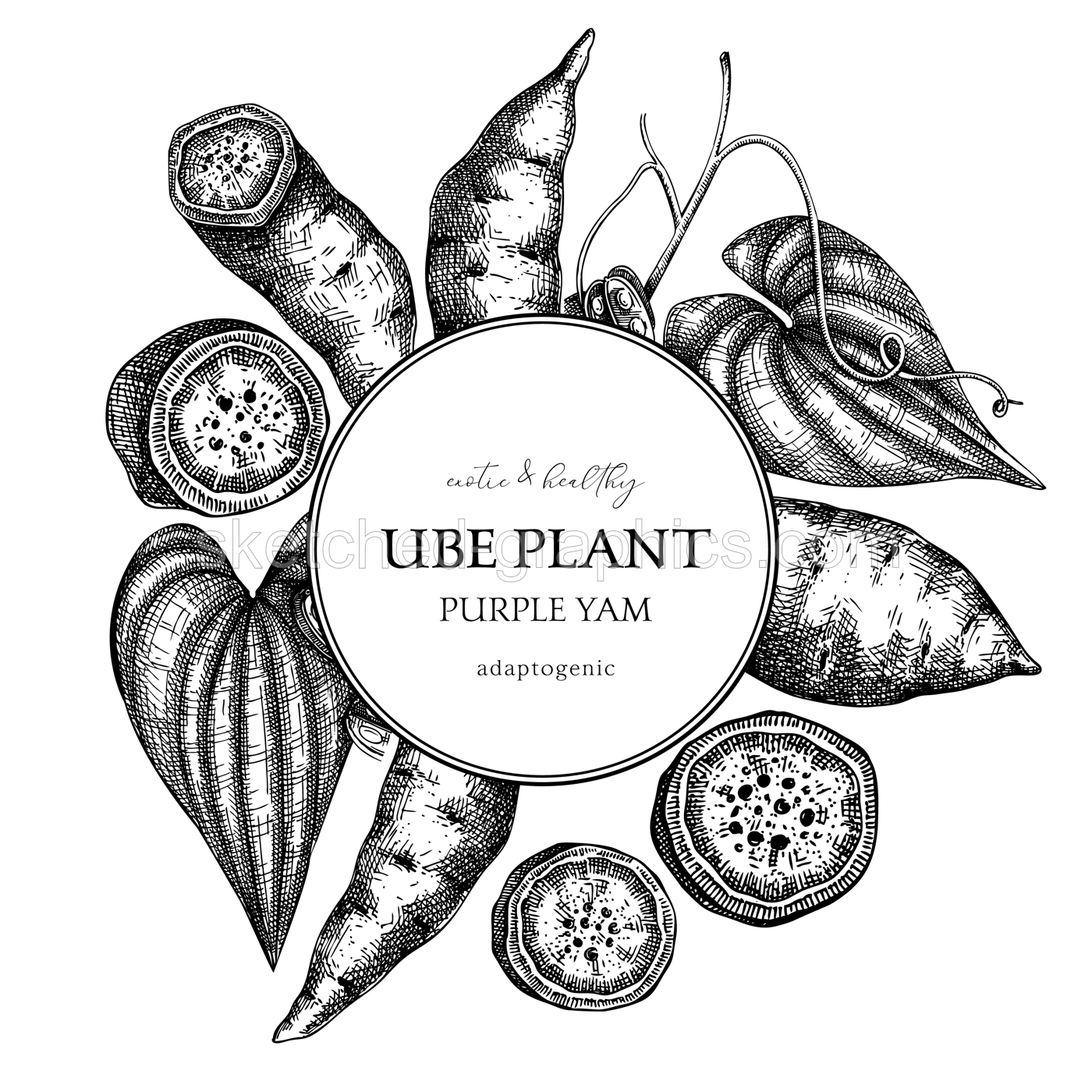 Agricultural plant, wreath design. Ube, Purple yam, root vegetable, vegetarian food background. Packaging, label, print template for plant based product. Vector illustration in vintage style Illustration